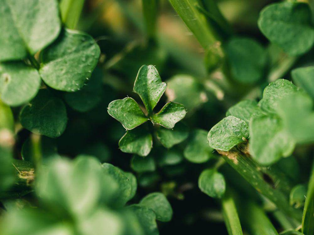 ilustrasi Four-Leaf Clover (pexels.com/Sonny Sixtee)