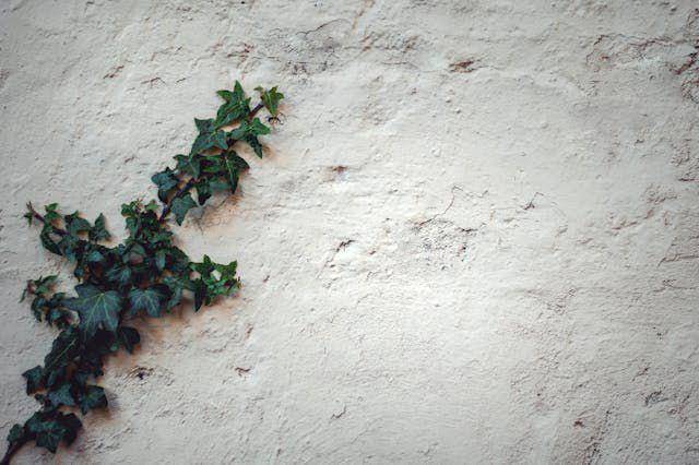 ilustrasi Ivy (Hedera Helix) (pexels.com/pixabay)