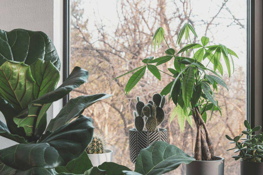 ilustrasi Money Tree (unsplash.com/Scott Webb)