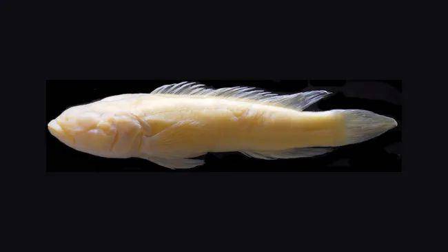 Ikan cichlid (livescience.com/Melanie Stiassny)