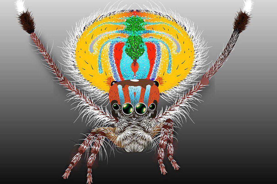 Ilustrasi laba-laba merak(commons.wikimedia.org/KDS444)