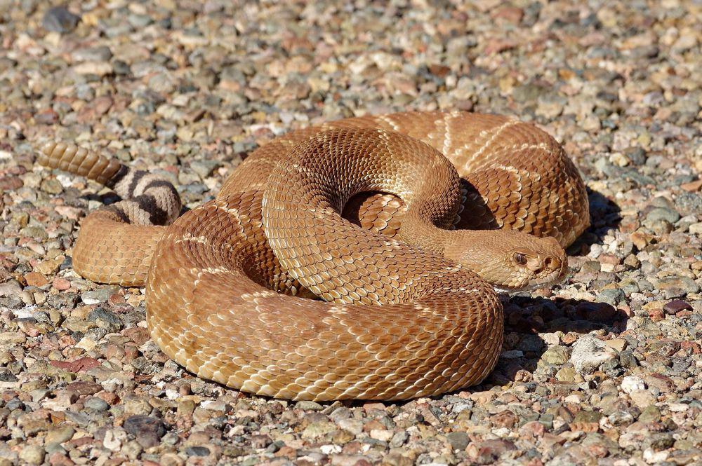 5 Ular Derik dari Genus Crotalus yang Menghuni Benua Amerika