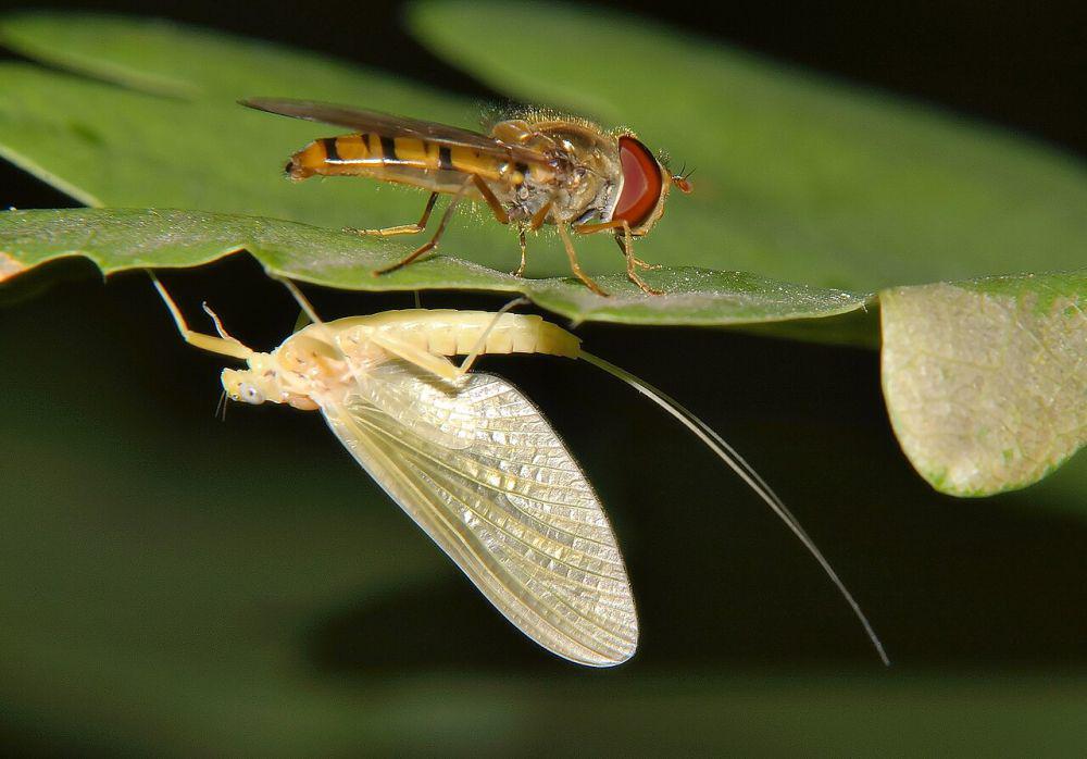 ilustrasi foto macro (commons.wikimedia.org/VSchagow)