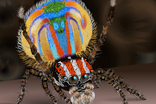 Ilustrasi laba-laba merak(commons.wikimedia.org/KDS444)