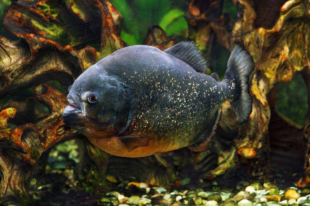 Piranha (commons.wikimedia.org/Retro Lenses)