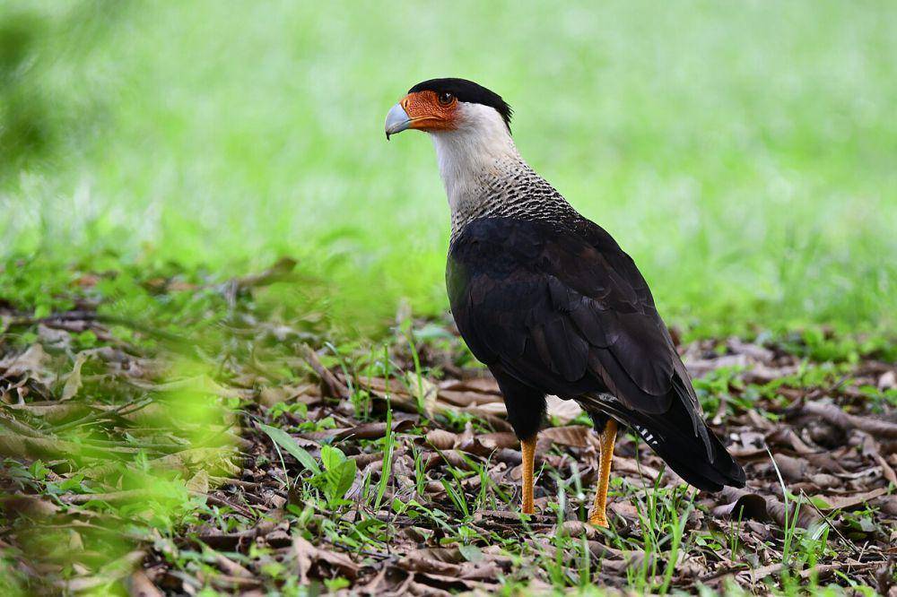Burung caracara (commons.wikimedia.org/Birds of panama on instagram)