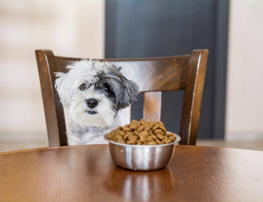 ilustrasi anjing mogok makan (freepik.com/boryanam)