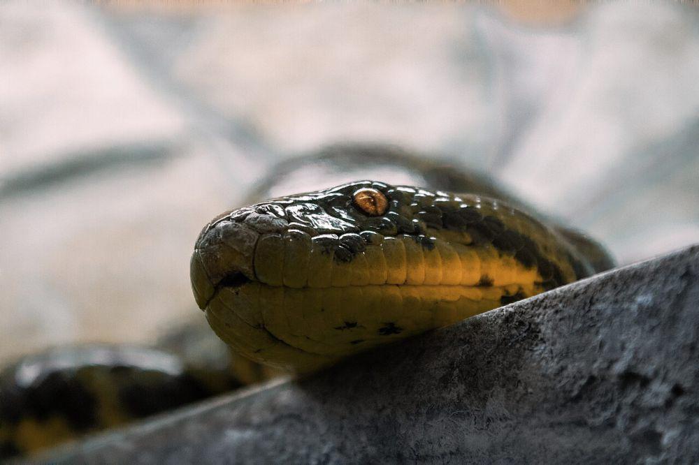 5 Musuh Anaconda di Alam Liar, Jaguar Jadi yang Paling Merepotkan!