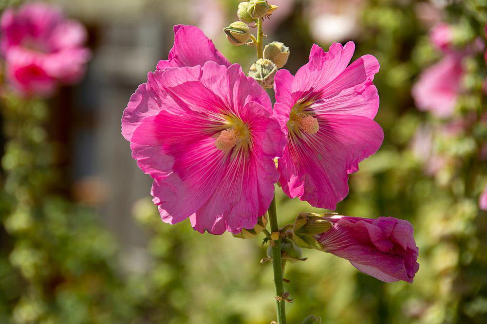 ilustrasi tanaman bunga hollyhock (pexels.com/Jan van der Wolf)