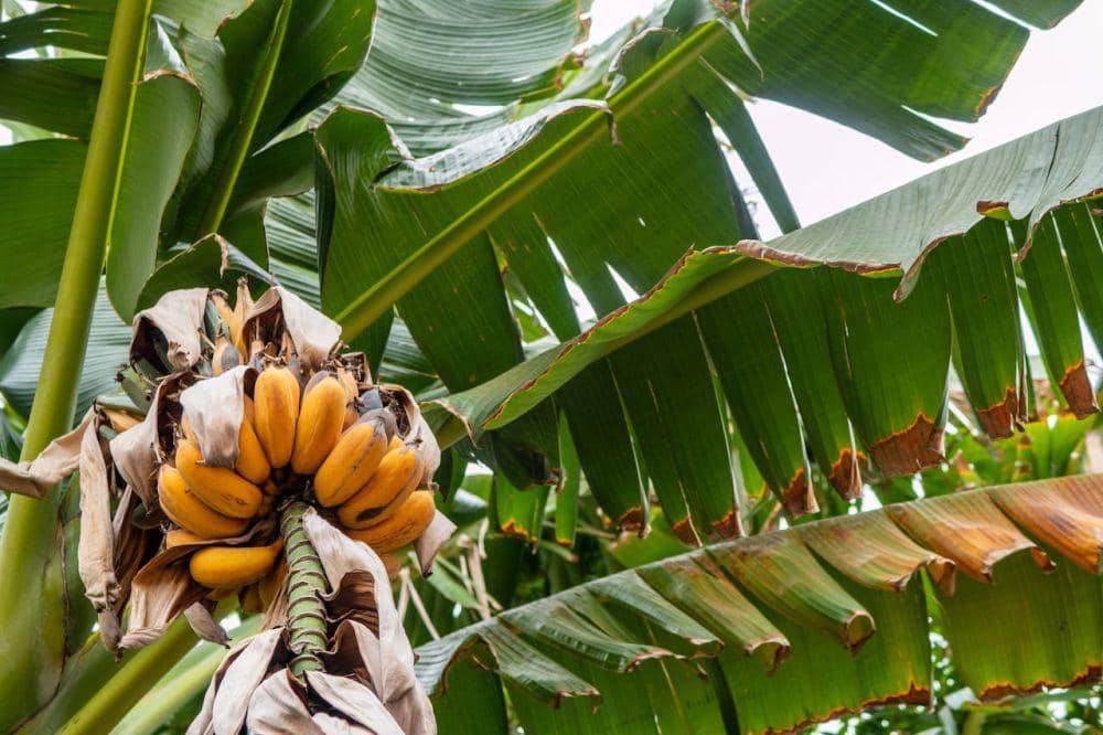 ilustrasi pohon pisang