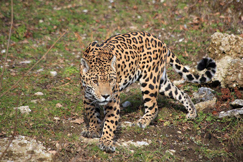 Jaguar (commons.wikimedia.org/Manfred Werner)