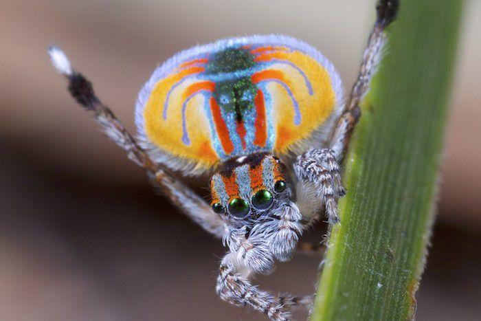 5 Fakta Laba-laba Merak, Si Kecil Warna-warni dengan Tarian Unik!