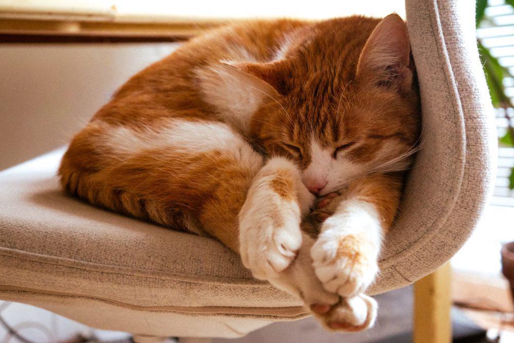 Kenapa Kucing kalau Tidur Lama? Ini Alasannya!