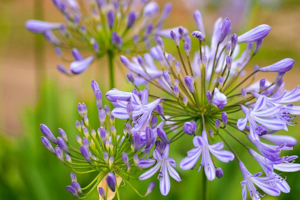 5 Fakta Menarik Agapanthus, Bunga Cantik yang Sering Dikira Lily!