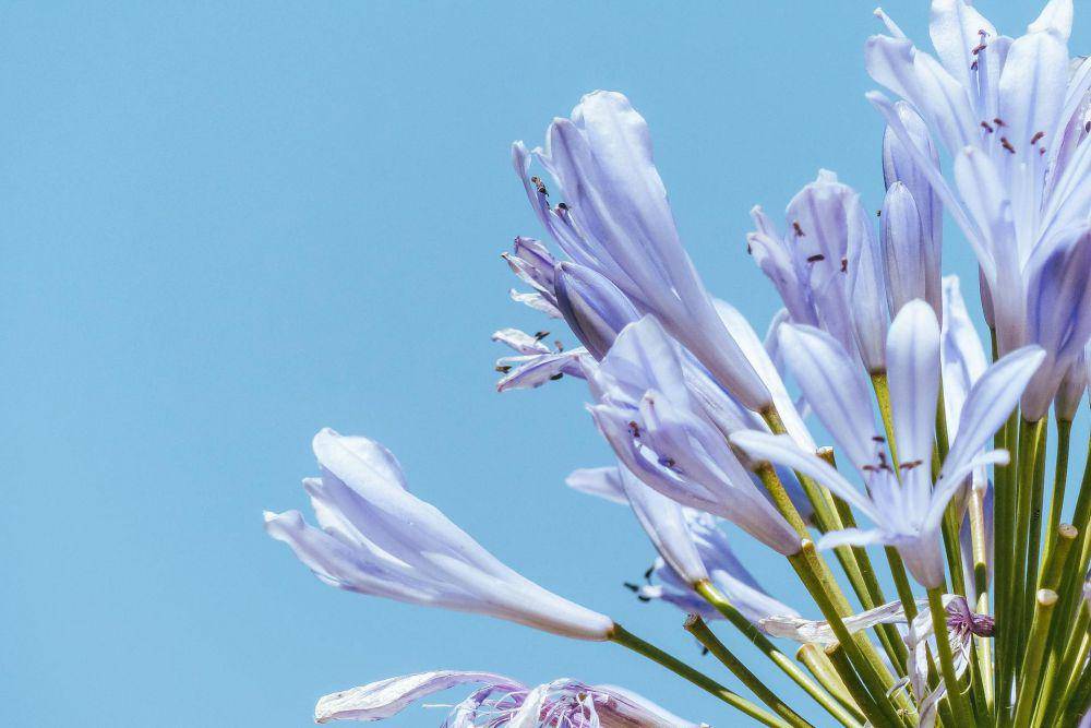 Agapanthus (pexels.com/Atypeek Dgn)
