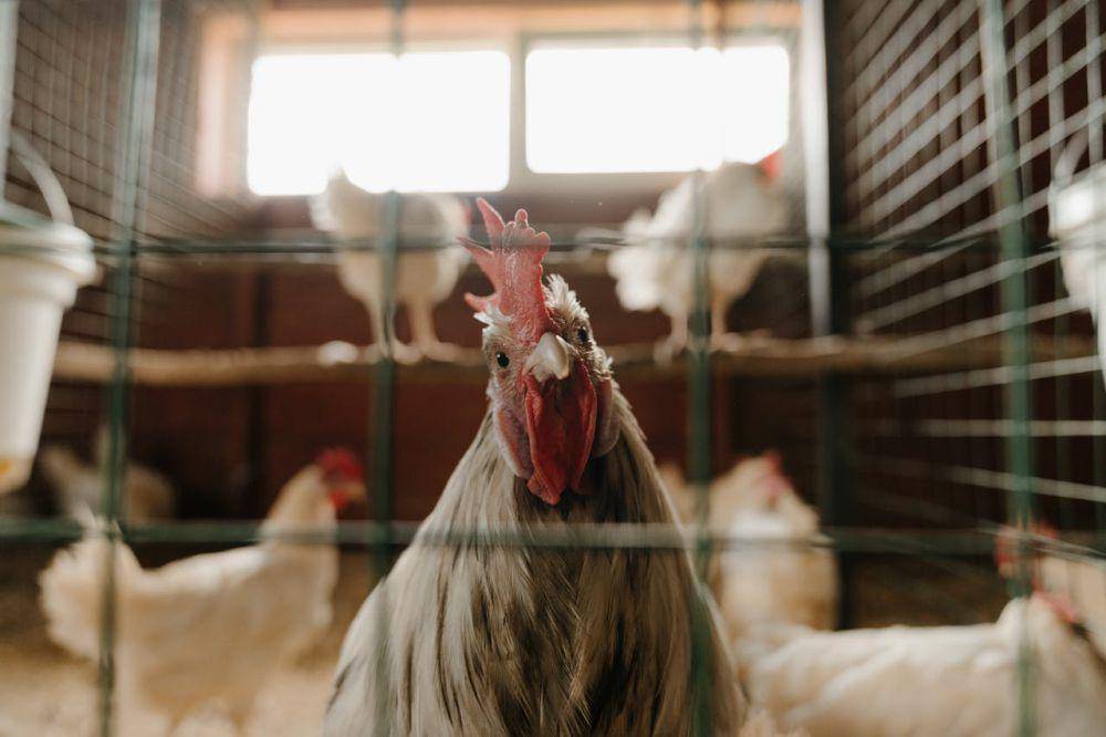 ilustrasi ayam petelur (pexels.com/cottonbro studio)