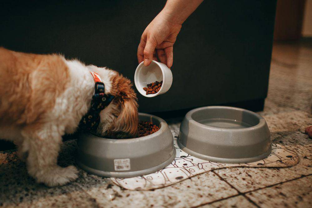 ilustrasi anjing makan (pexels.com/Helena Lopes)
