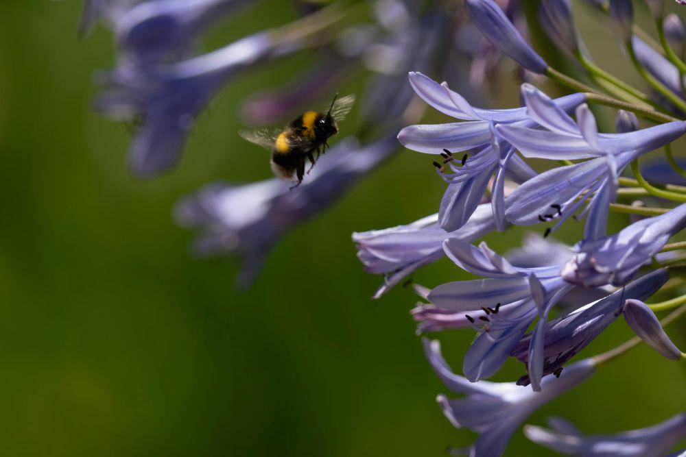 Agapanthus (pexels.com/Hernan Berwart)