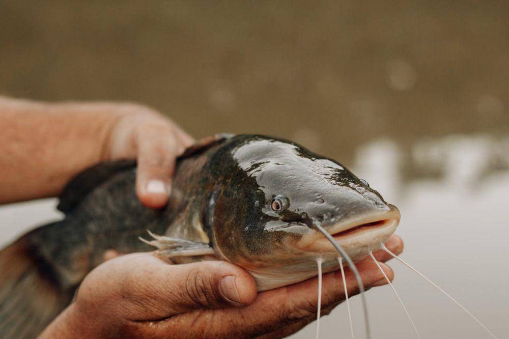 ilustrasi ikan lele (pexels.com/juliane Monari)