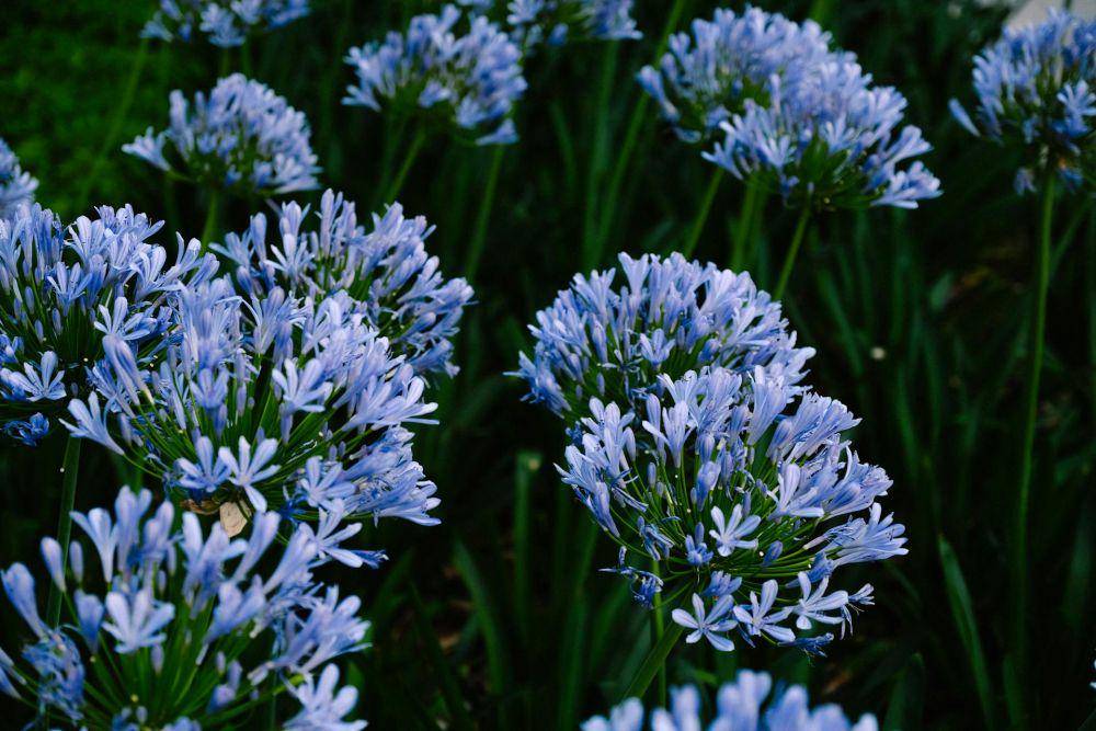 Agapanthus (pexels.com/Mathias Reding)