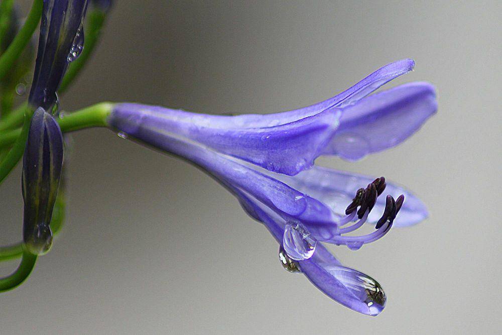 Agapanthus (pexels.com/Pixabay)
