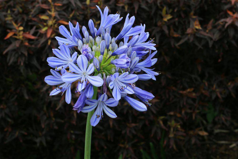 Agapanthus (pexels.com/Jeffry S.S)