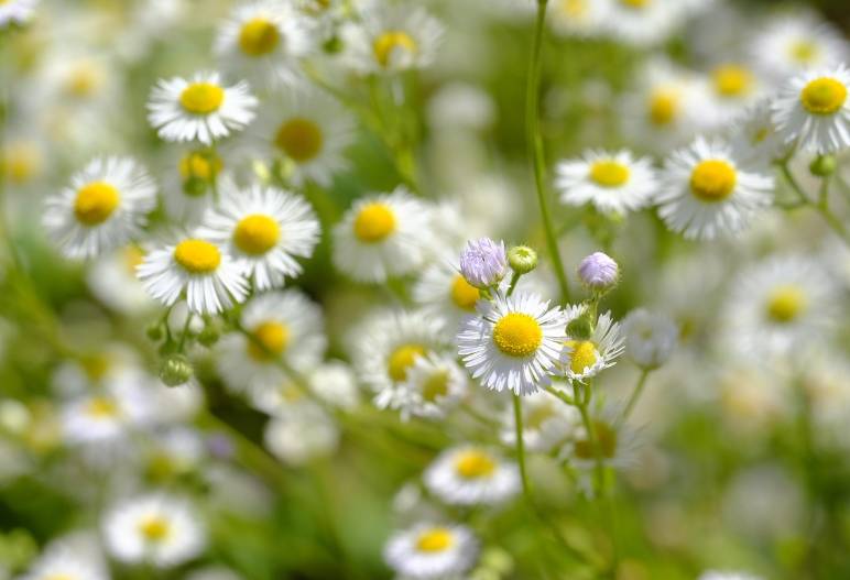 ilustrasi chamomile (pixabay.com/Bru-nO)