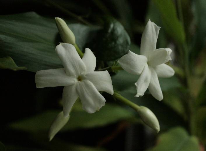 ilustrasi bunga jasmin (pixabay.com/anandasandra)