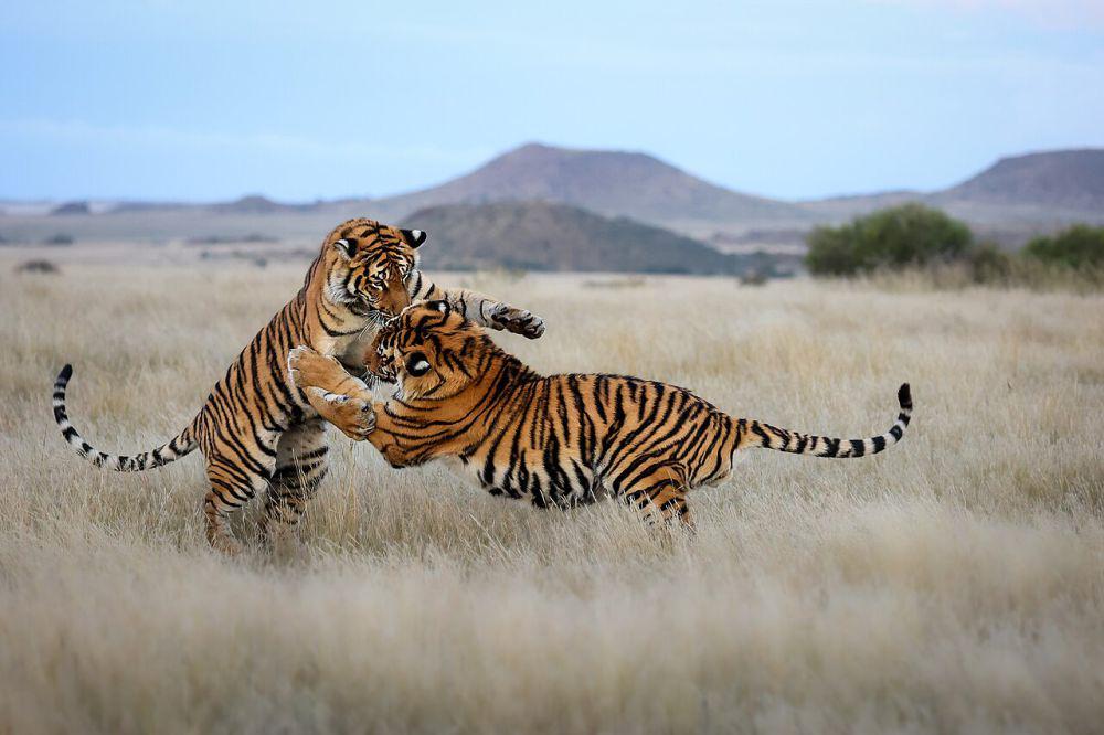 ilustrasi wildlife photography (commons.wikimedia.org/Paula197802)