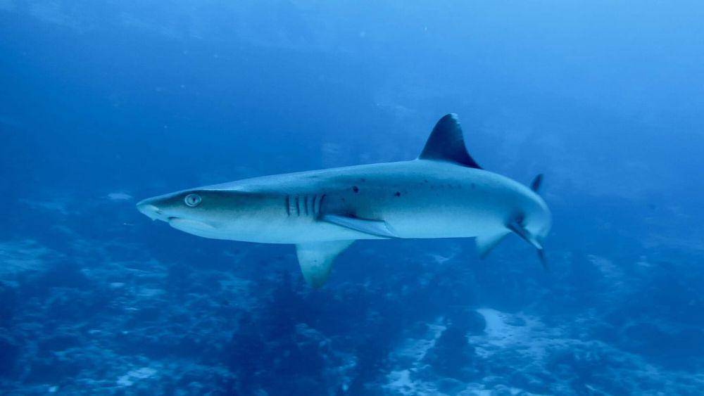 ilustrasi hiu sirip putih (commons.wikimedia/Jerome Paillet)