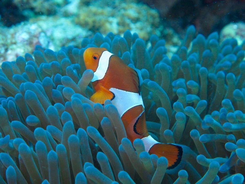 ilustrasi ikan badut (commons.wikimedia/Dmitry Domrin)