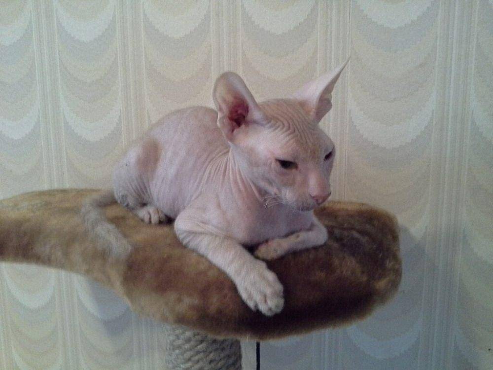 Peterbald