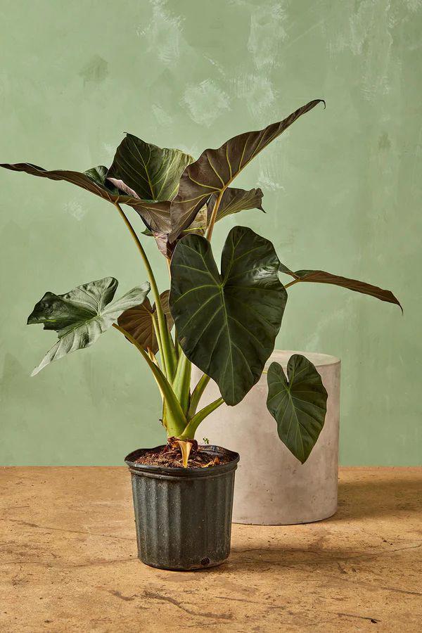 ilustrasi alocasia regal shield (rewilddc.com)