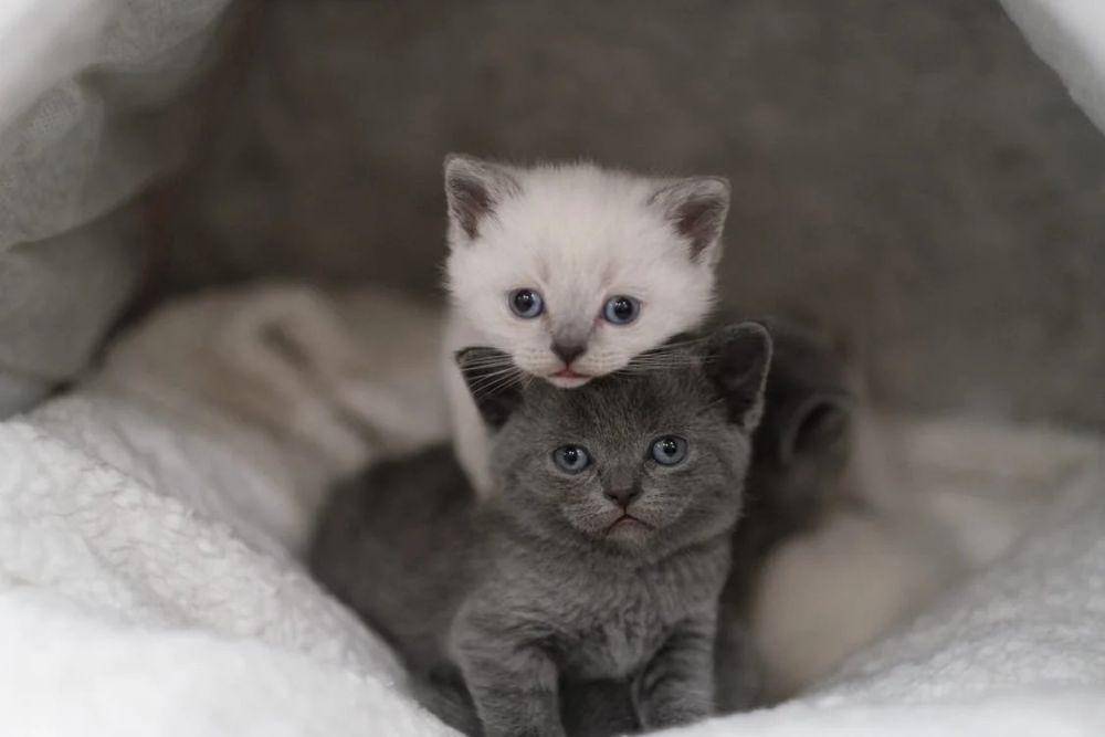 Kucing (pexels.com/Feyza Yıldırım)