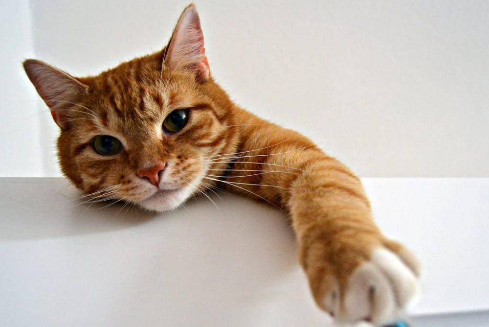 Kucing (pexels.com/Karina Badura)