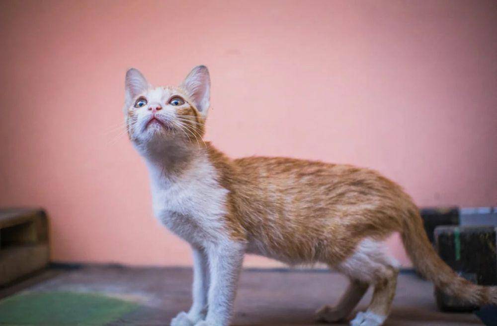 Kucing (pexels.com/Nothing Ahead)