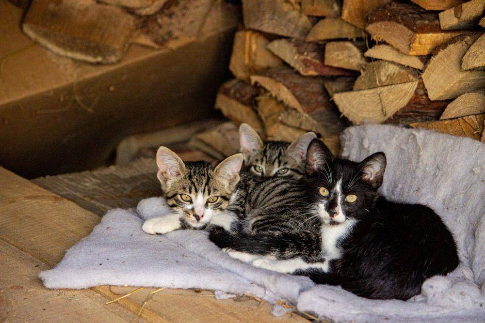 Kucing (pexels.com/Наталья Севрук)