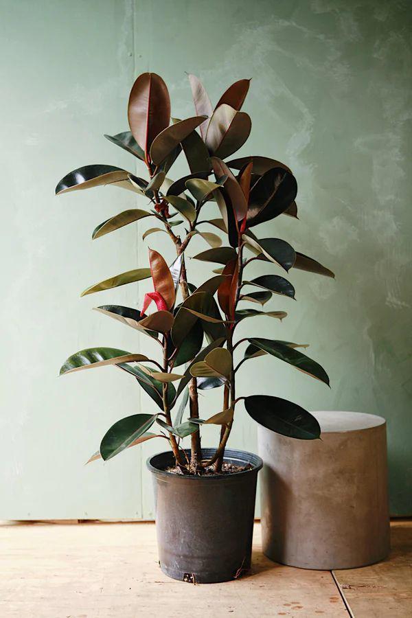 ilustrasi burgundy rubber plant (rewilddc.com)