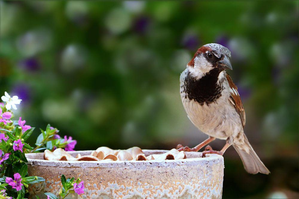 4 Fakta Unik House Sparrow, Spesies Burung Pipit yang Terancam Punah