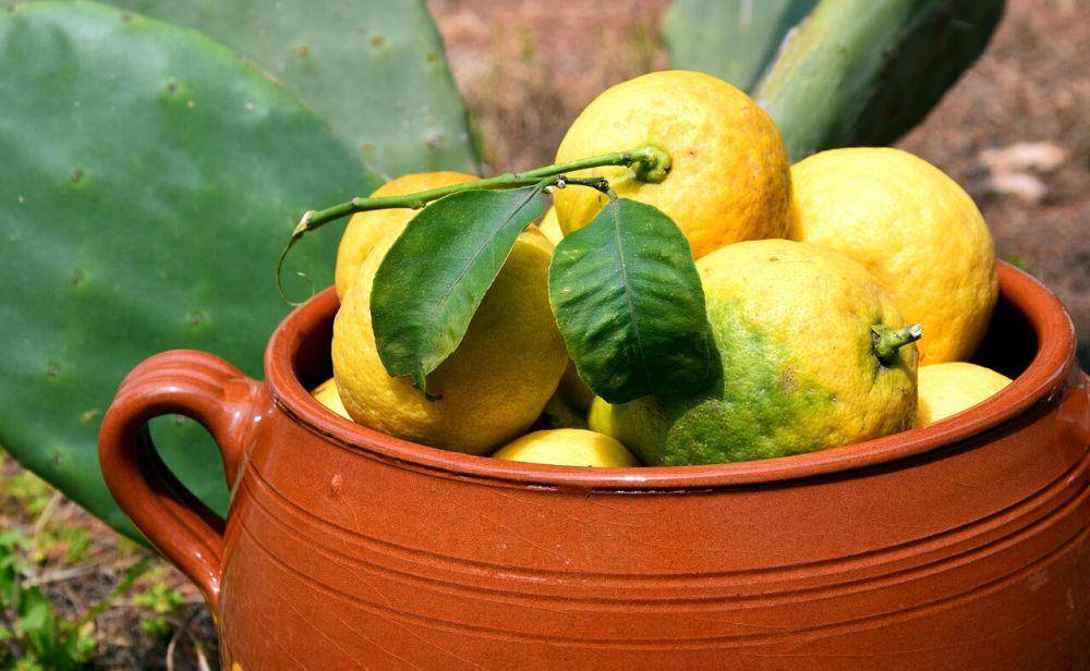 ilustrasi buah lemon (pixabay.com/ulleo)