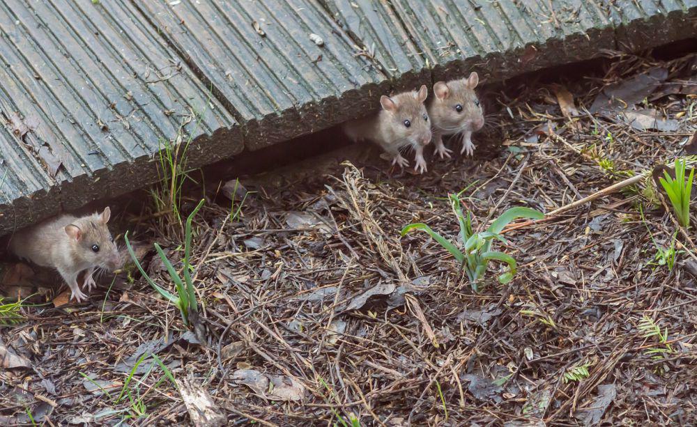 ilustrasi tikus-tikus keluar dari tempat persembunyian (pixabay.com/Elisa)