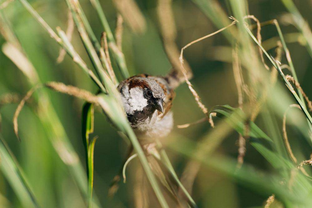 House sparrow. (pixabay.com/ qwertygo)