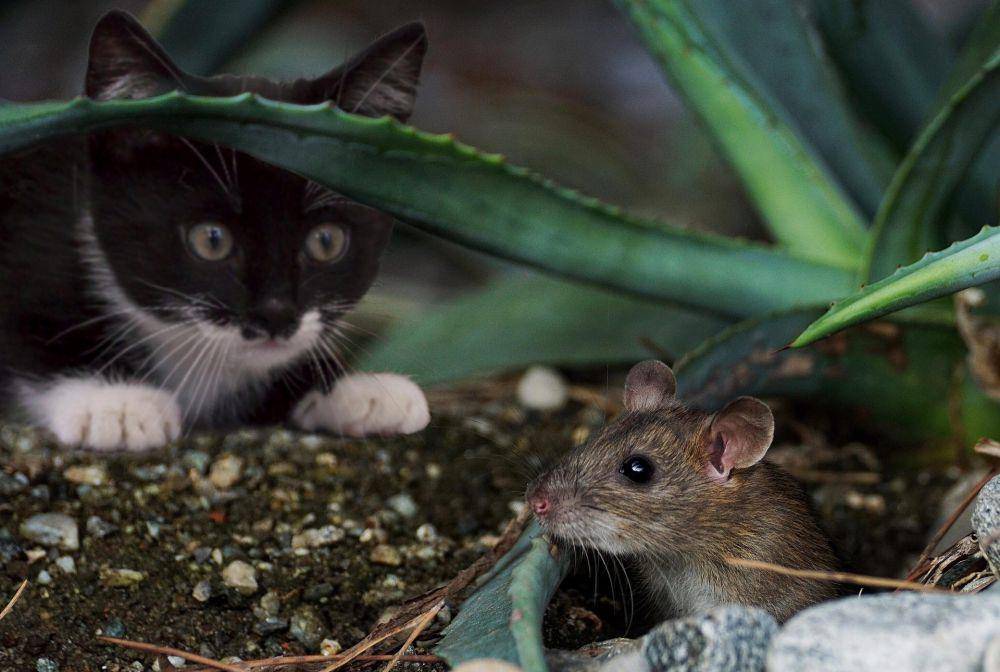 ilustrasi tikus dan kucing (pixabay.com/pixabay)