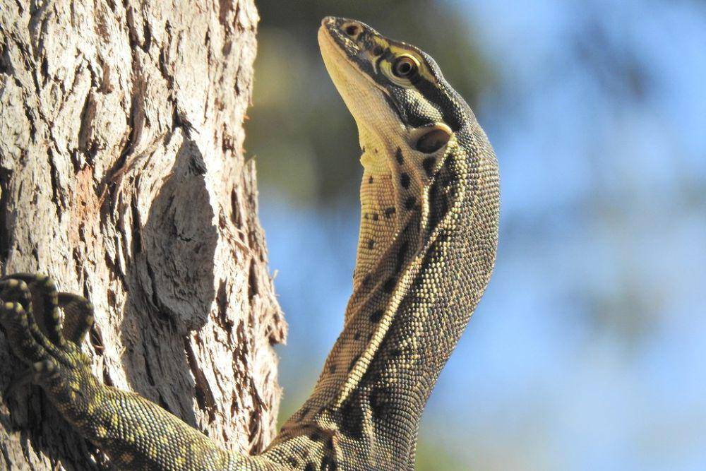 Biawak argus (inaturalist.org/Scott W. Gavins)