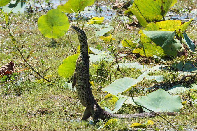 5 Tips Rumah Terhindar dari Biawak, Dijamin Berhasil dan Mudah