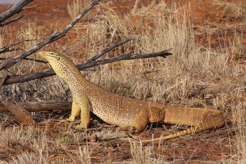 Biawak argus (inaturalist.org/dhfischer)