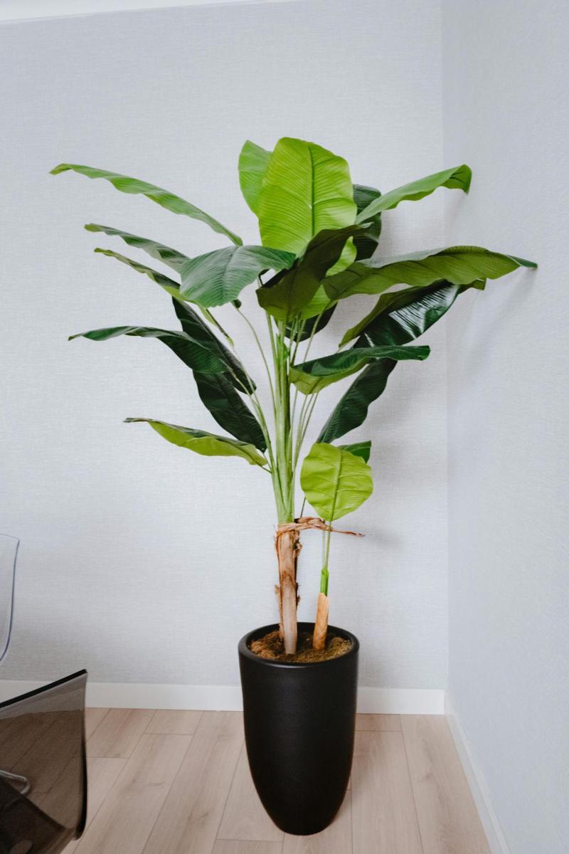ilustrasi dwarf cavendish banana (pexels.com/beyza-kilicdere)