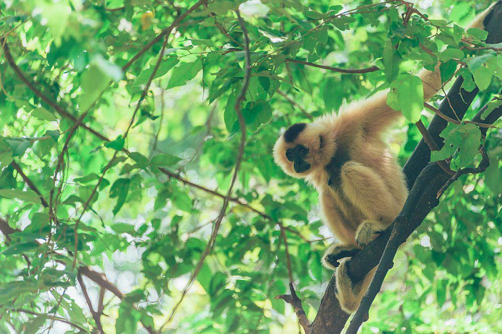 Dari Buaya hingga Monyet, 6 Hewan Ini Punya Ekor Serbaguna