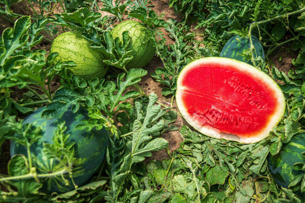 ilustrasi buah semangka (pexels.com/nc-farm-bureau-mark)