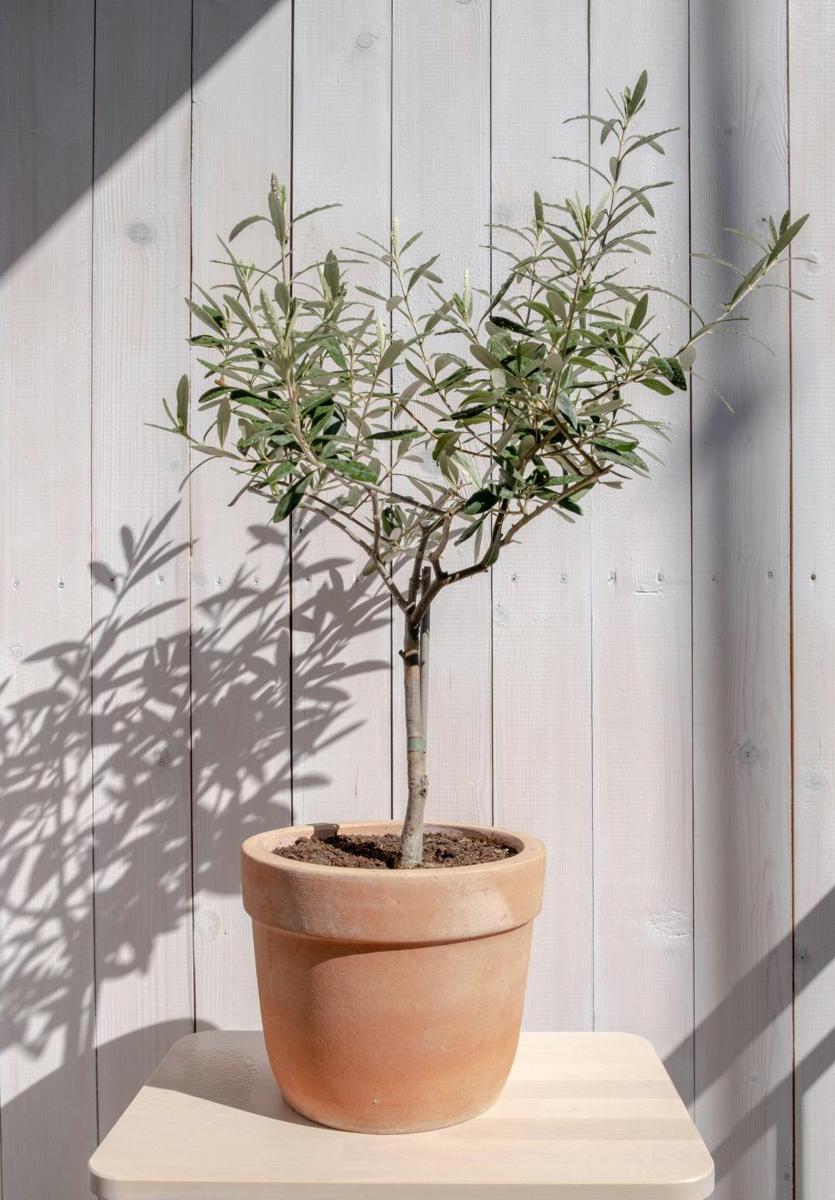 ilustrasi olive tree (pexels.com/norbert-velescu)